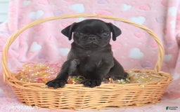 Pug dogs for sale: Ava - Image 4
