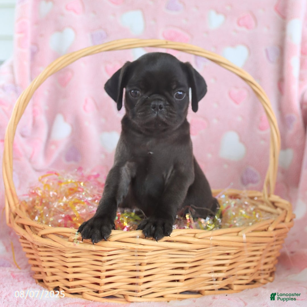 Pug dogs for sale: Ava - Image 4