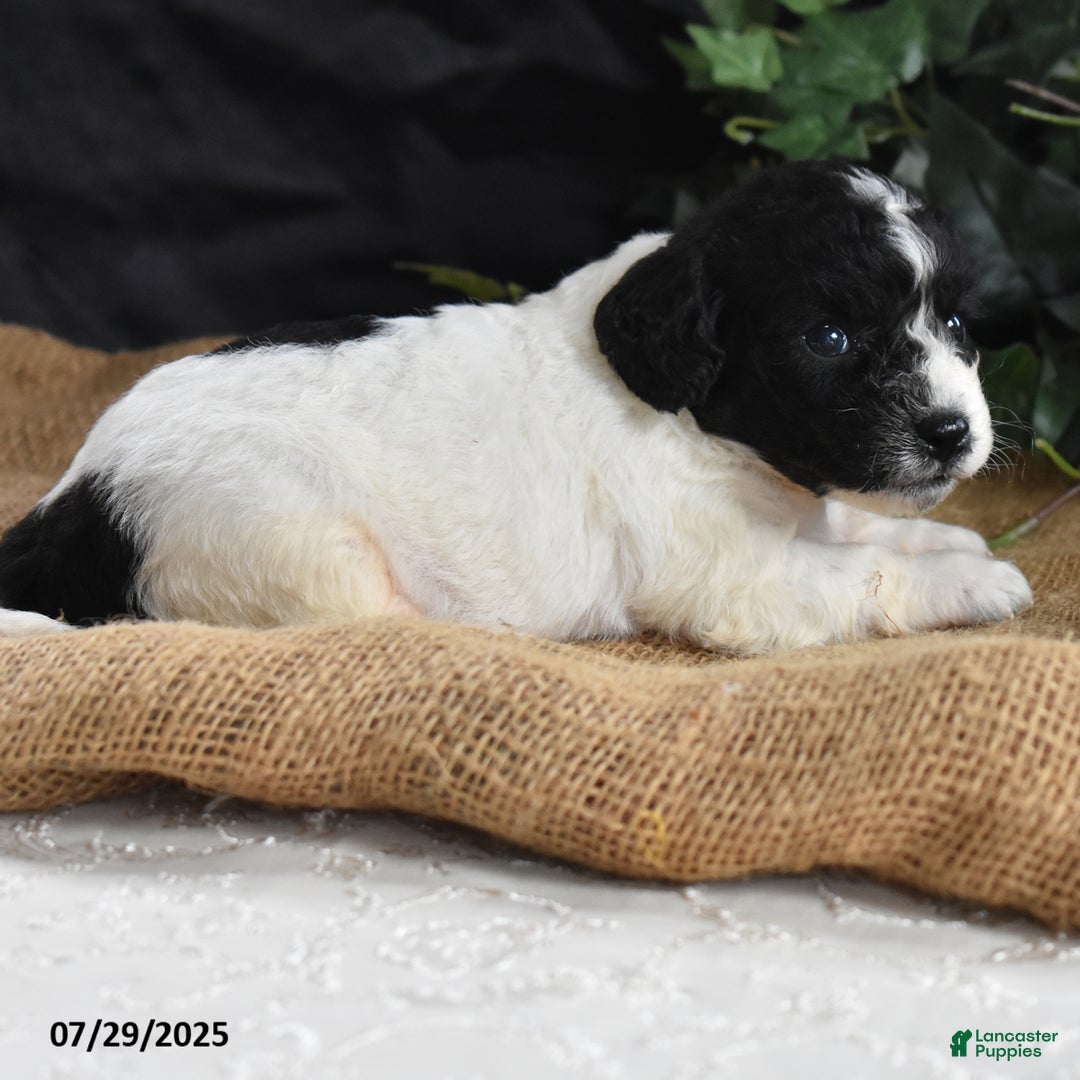 Cavapoo dogs for sale: Adrian - Image 5