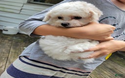 Bichpoo dogs for sale: Amelia - Image 4