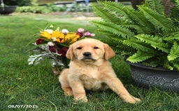 Goldador dogs for sale: Stella - Image 2