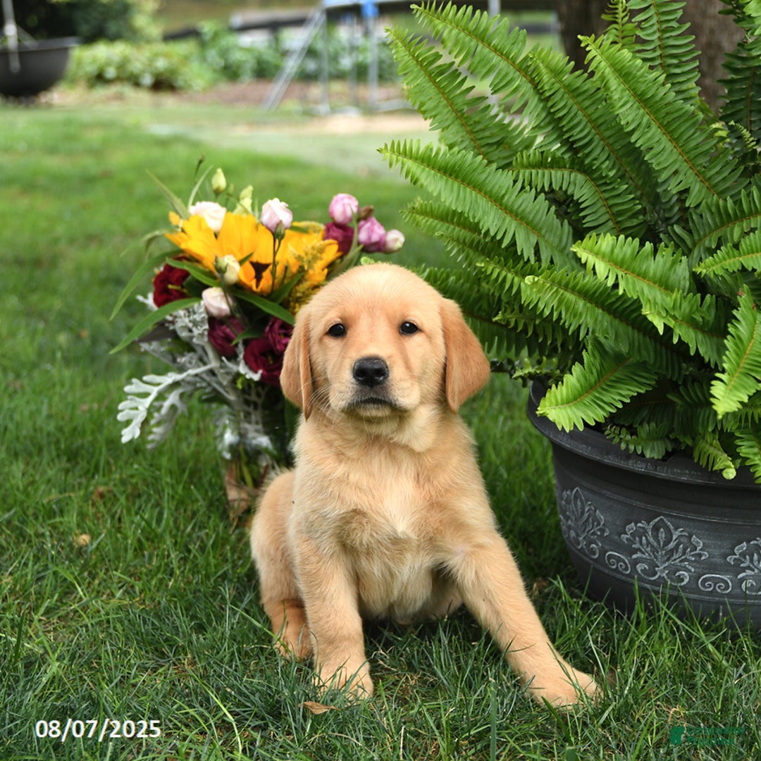 Goldador dogs for sale: Stella - Image 2