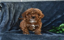 Mini Goldendoodle dogs for sale: Lilly - Image 2