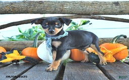 Miniature Pinscher dogs for sale: Freddy - Image 1