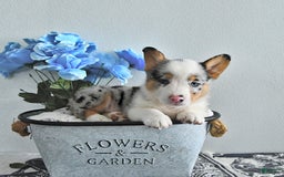 Welsh Corgi Pembroke dogs for sale: Welsh Corgi (Pembroke) 9 puppies - Image 27