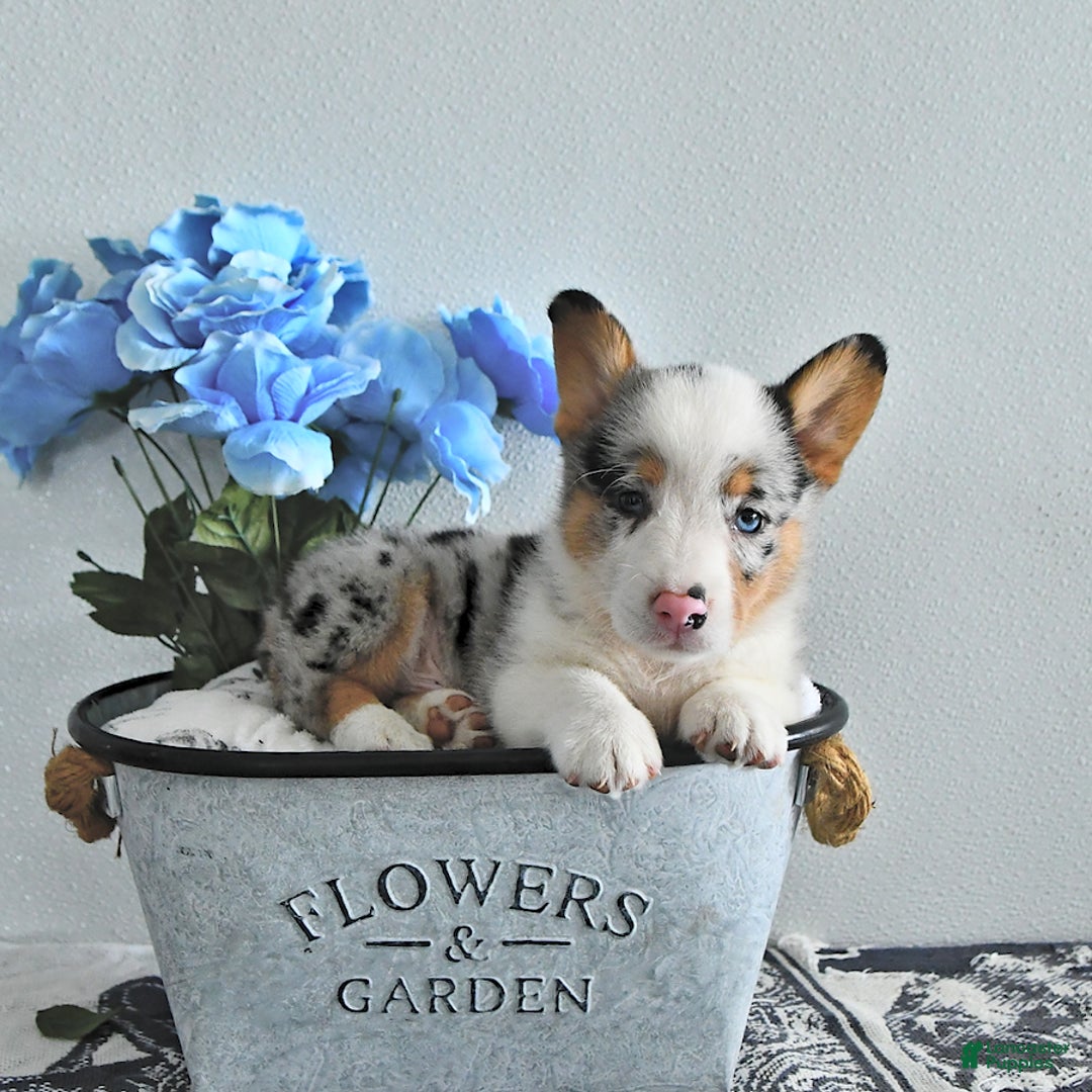 Welsh Corgi Pembroke dogs for sale: Welsh Corgi (Pembroke) 9 puppies - Image 27