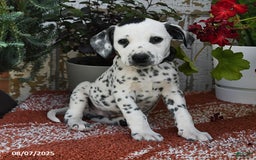 Dalmatian dogs for sale: Smoke - Image 4