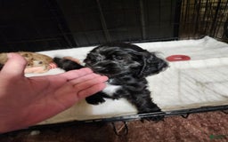 Cocker Spaniel dogs for sale: Oreo - Image 1