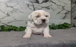 Mini Hippo dogs for sale: Casey - Image 14