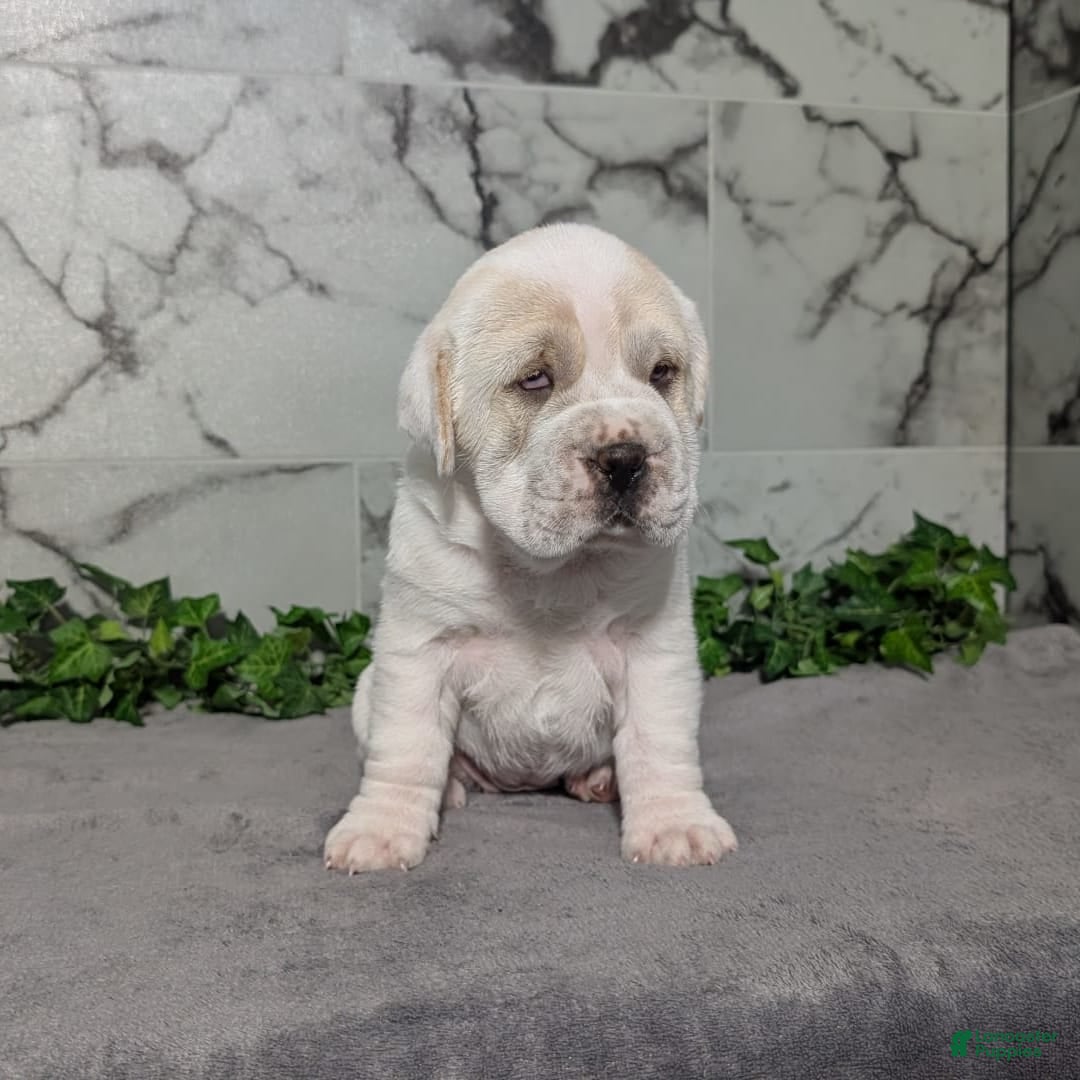 Mini Hippo dogs for sale: Casey - Image 14