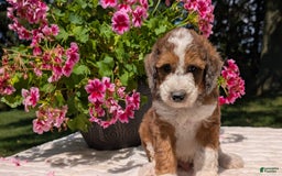 Mini Bernedoodle dogs for sale: Shiloh - Image 11