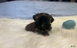 Shih Tzu dogs for sale: Butterfly Blue - Image 2