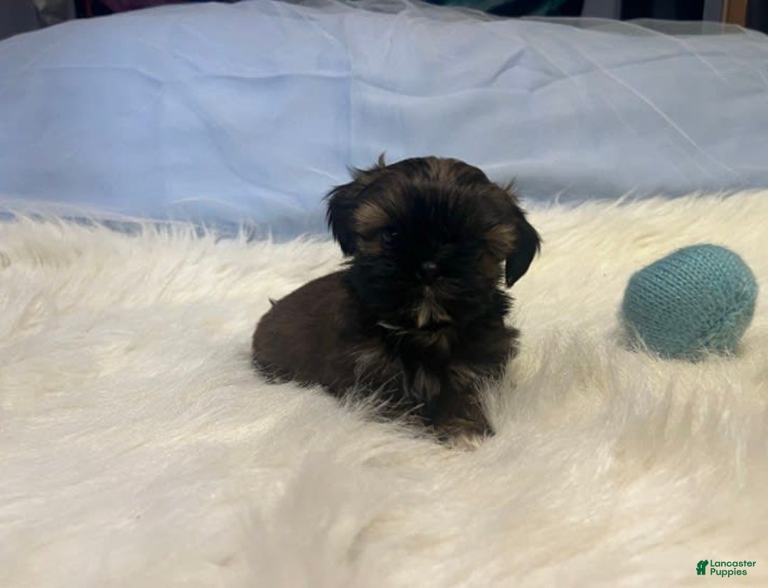 Shih Tzu dogs for sale: Butterfly Blue - Image 2