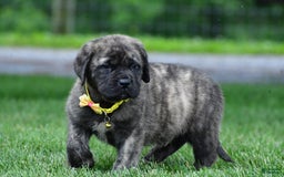 English Mastiff dogs for sale: Vance - Image 4