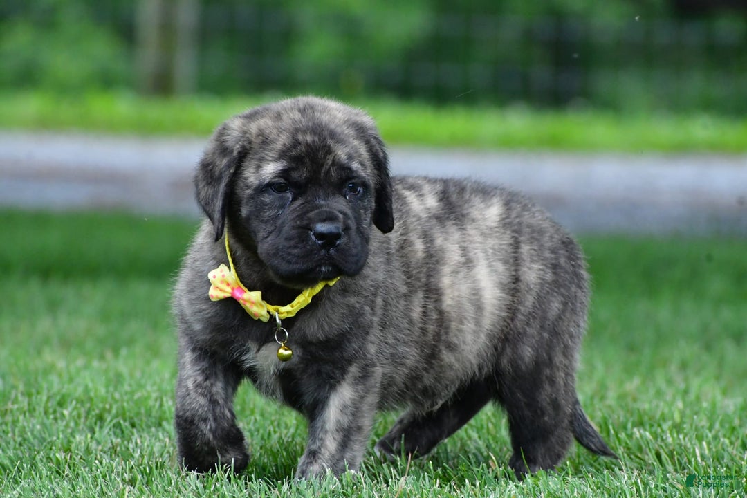 English Mastiff dogs for sale: Vance - Image 4