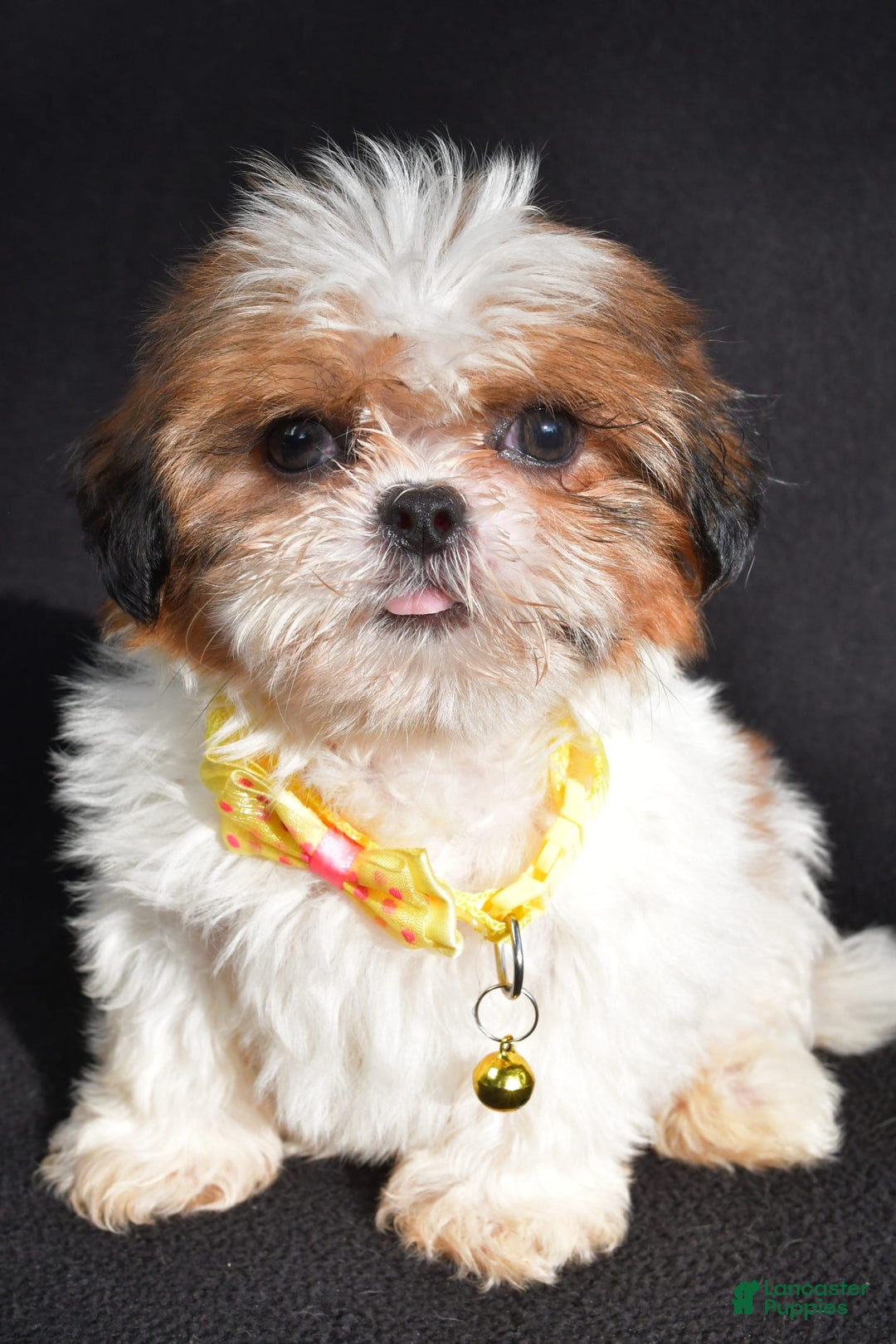 Shih Tzu dogs for sale: Thomas - Image 6