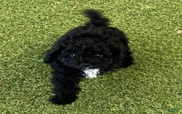 Miniature Poodle dogs for sale: Nero - Image 1