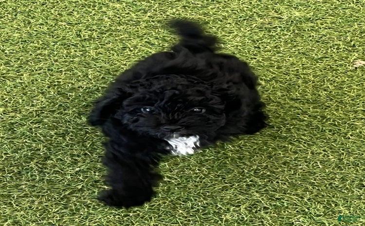 Miniature Poodle dogs for sale - Ad 3