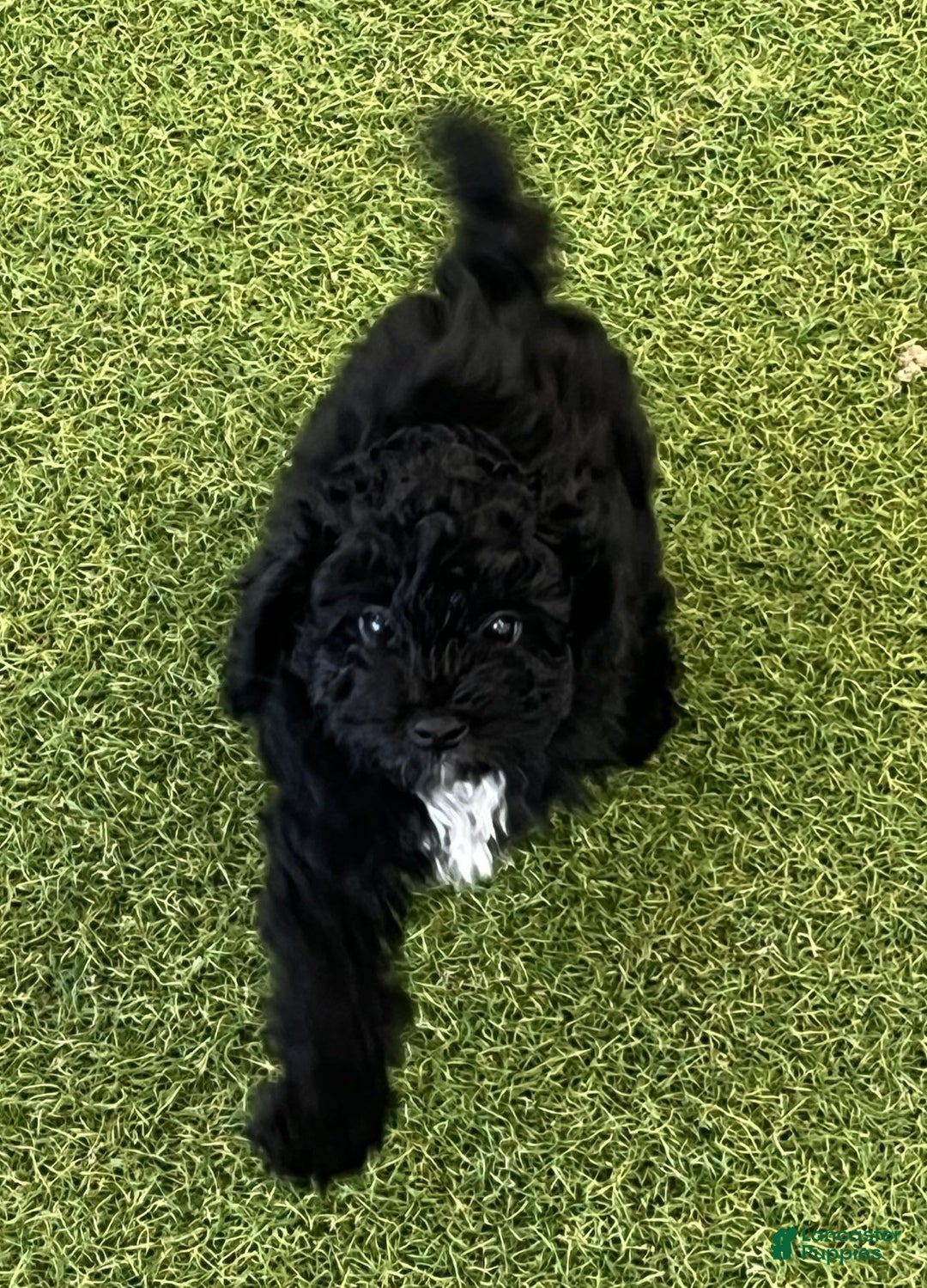 Miniature Poodle dogs for sale: Nero - Image 1