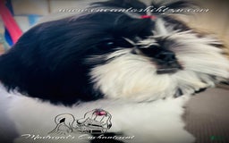Shih Tzu dogs for sale: Sugar - Image 4