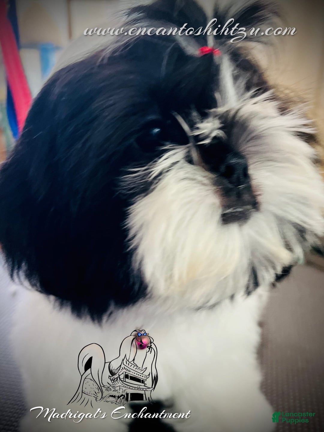 Shih Tzu dogs for sale: Sugar - Image 4