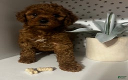 Cockapoo dogs for sale: Bruno - Image 1