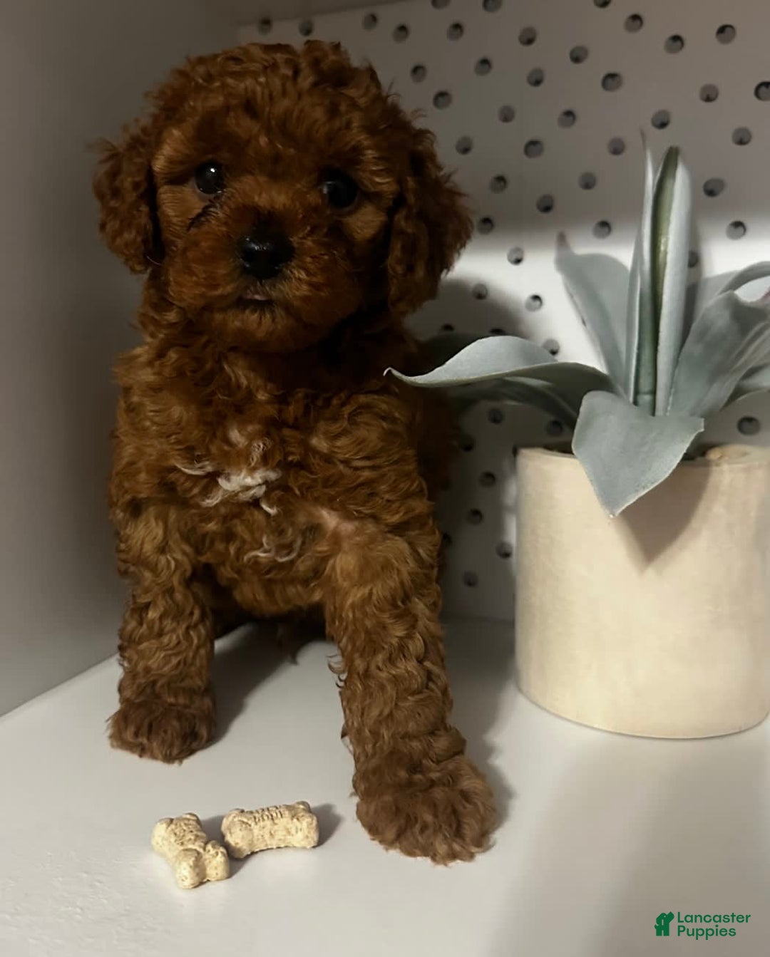 Cockapoo dogs for sale: Bruno - Image 1