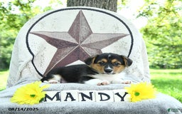 Welsh Corgi Pembroke dogs for sale: Welsh Corgi (Pembroke) 7 puppies - Image 4