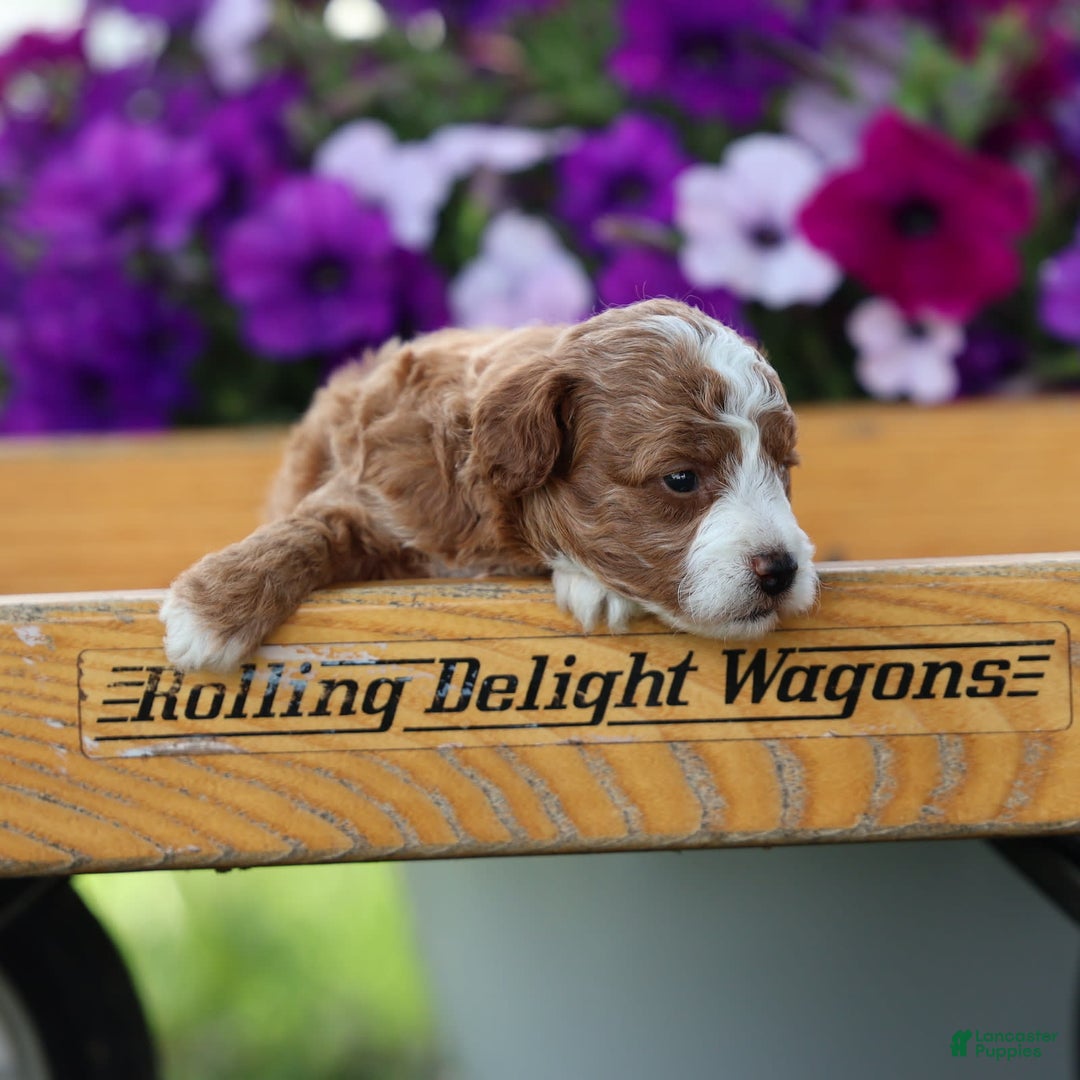 Toy Poodle dogs for sale: Dewey - Image 1
