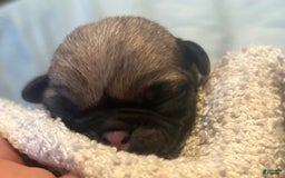 Pug dogs for sale: Oaklynn - Image 3