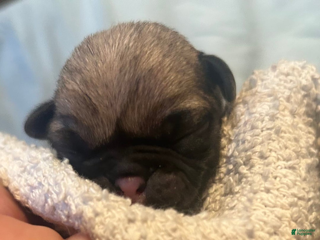 Pug dogs for sale: Oaklynn - Image 3