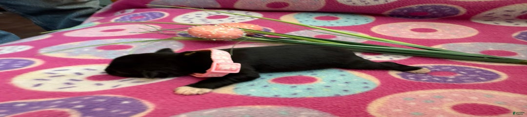 Puppy6ltpink