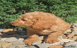 Goldendoodle dogs for sale: Angel - Image 4