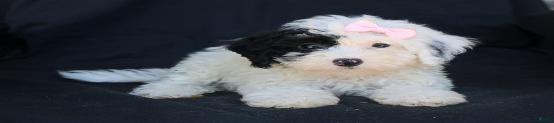 Patches