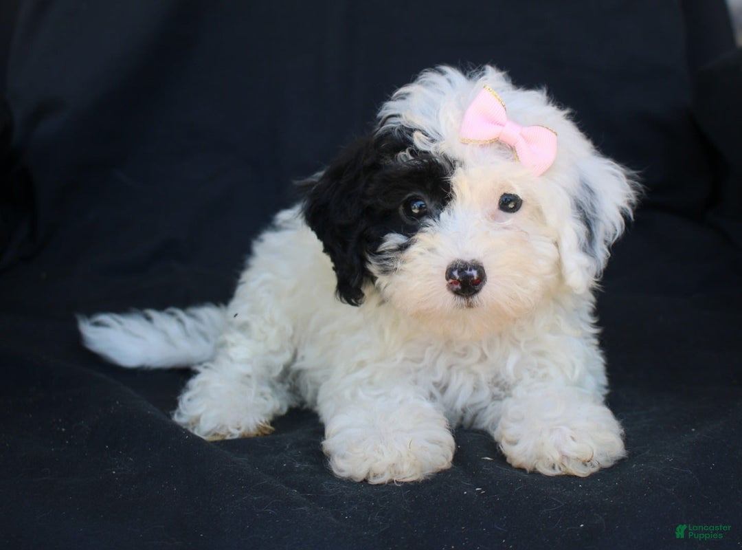 Bichpoo dogs for sale: Bichpoo 5 puppies - Image 17
