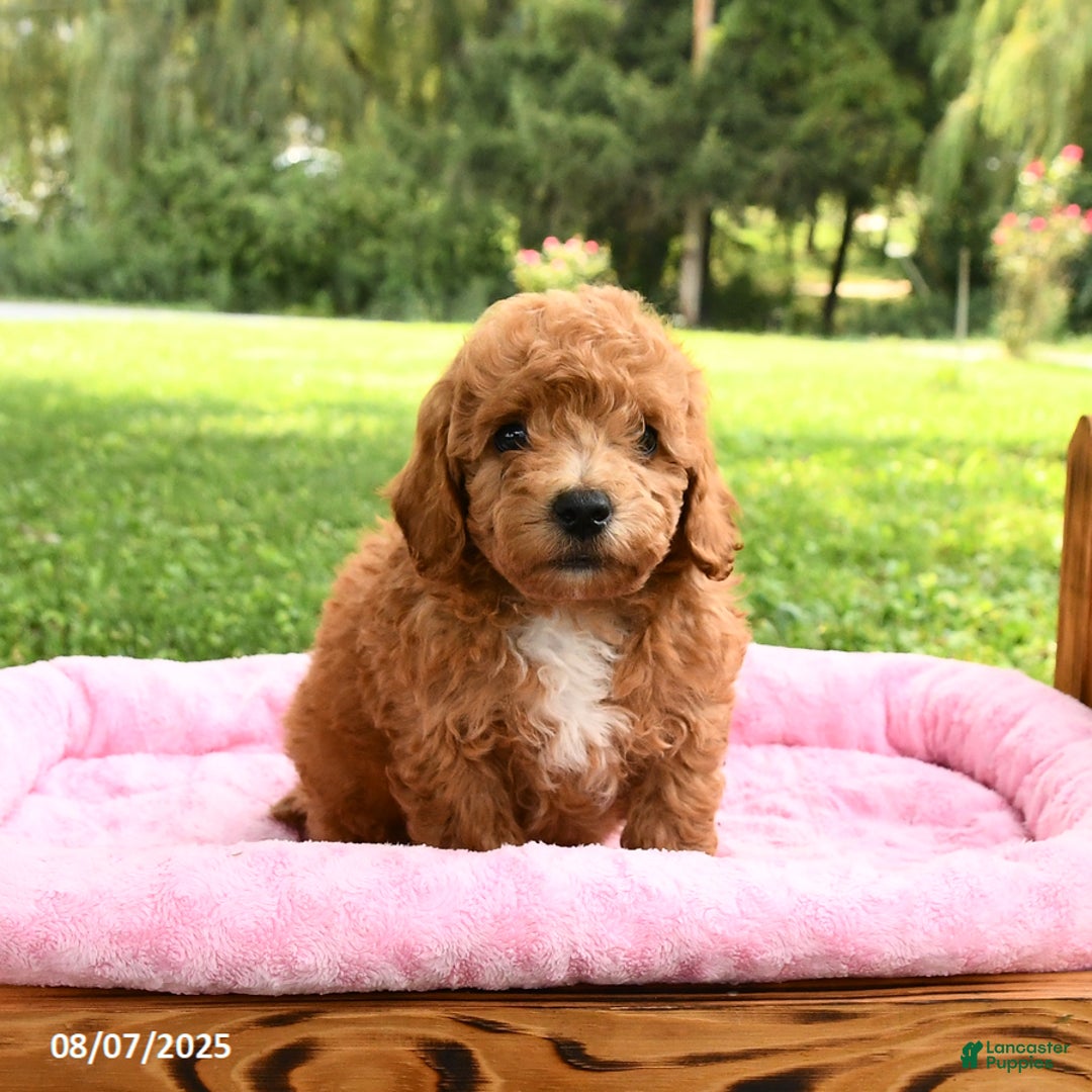 Miniature Poodle dogs for sale: Archie - Image 5