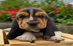 Basset Hound dogs for sale: Sadie - Image 18