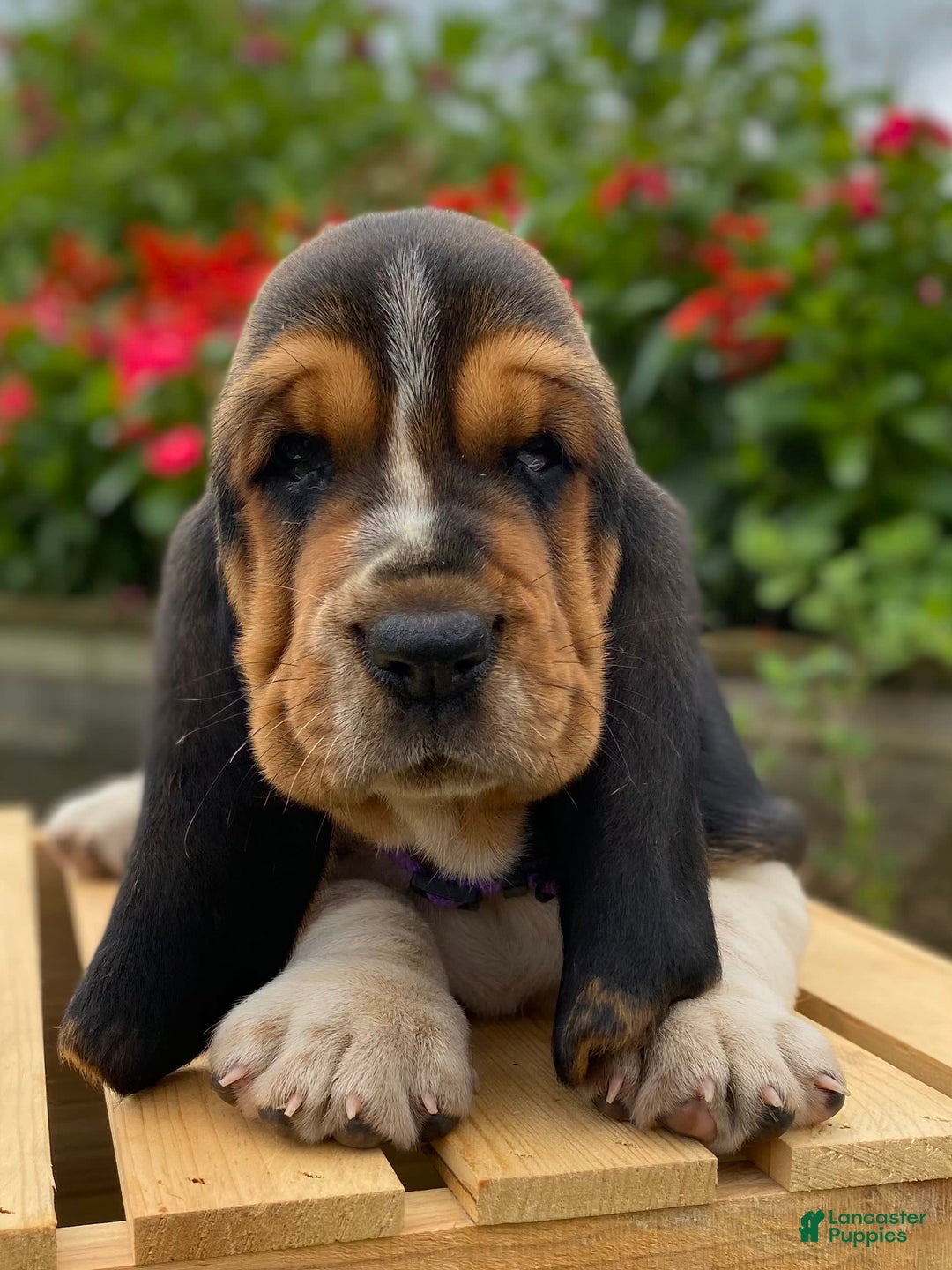Basset Hound dogs for sale: Sadie - Image 18