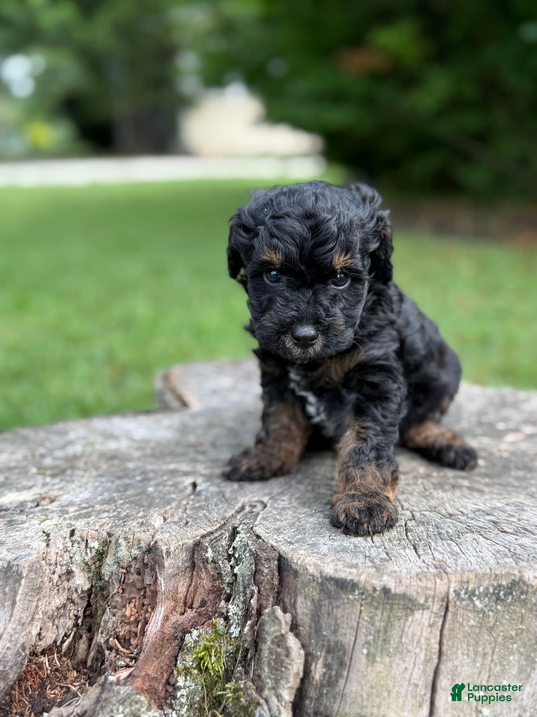 Maltipoo dogs for sale: Hudson - Image 2