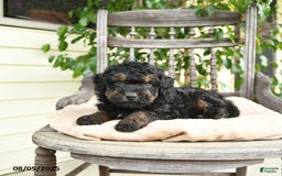  dogs for sale: Mini Goldendoodle 2 puppies - Image 3