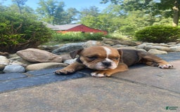 English Bulldog dogs for sale: Danny - Image 1