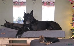 Great Dane dogs for sale: Sky - Image 32