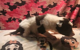 Border Collie dogs for sale: Fasti - Image 32