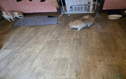 Pomeranian dogs for sale: Pomeranian 2 puppies - Image 2
