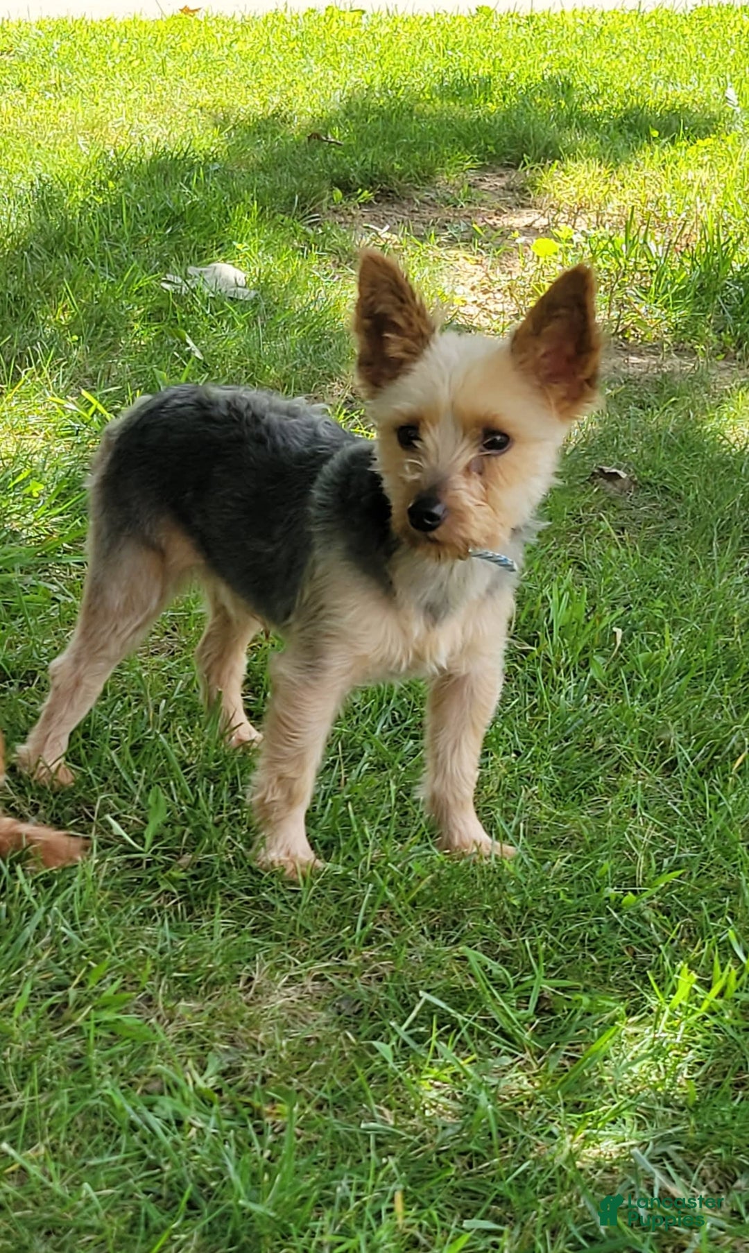 Yorkshire Terrier dogs for sale: Piper - Image 10
