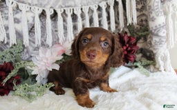 Miniature Dachshund dogs for sale: Gilbert - Image 4