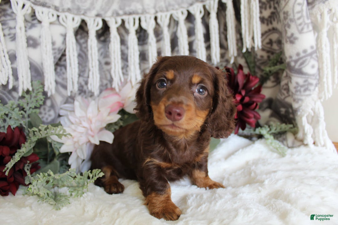 Miniature Dachshund dogs for sale: Gilbert - Image 4