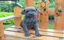 Cane Corso dogs for sale: Kiera - Image 2