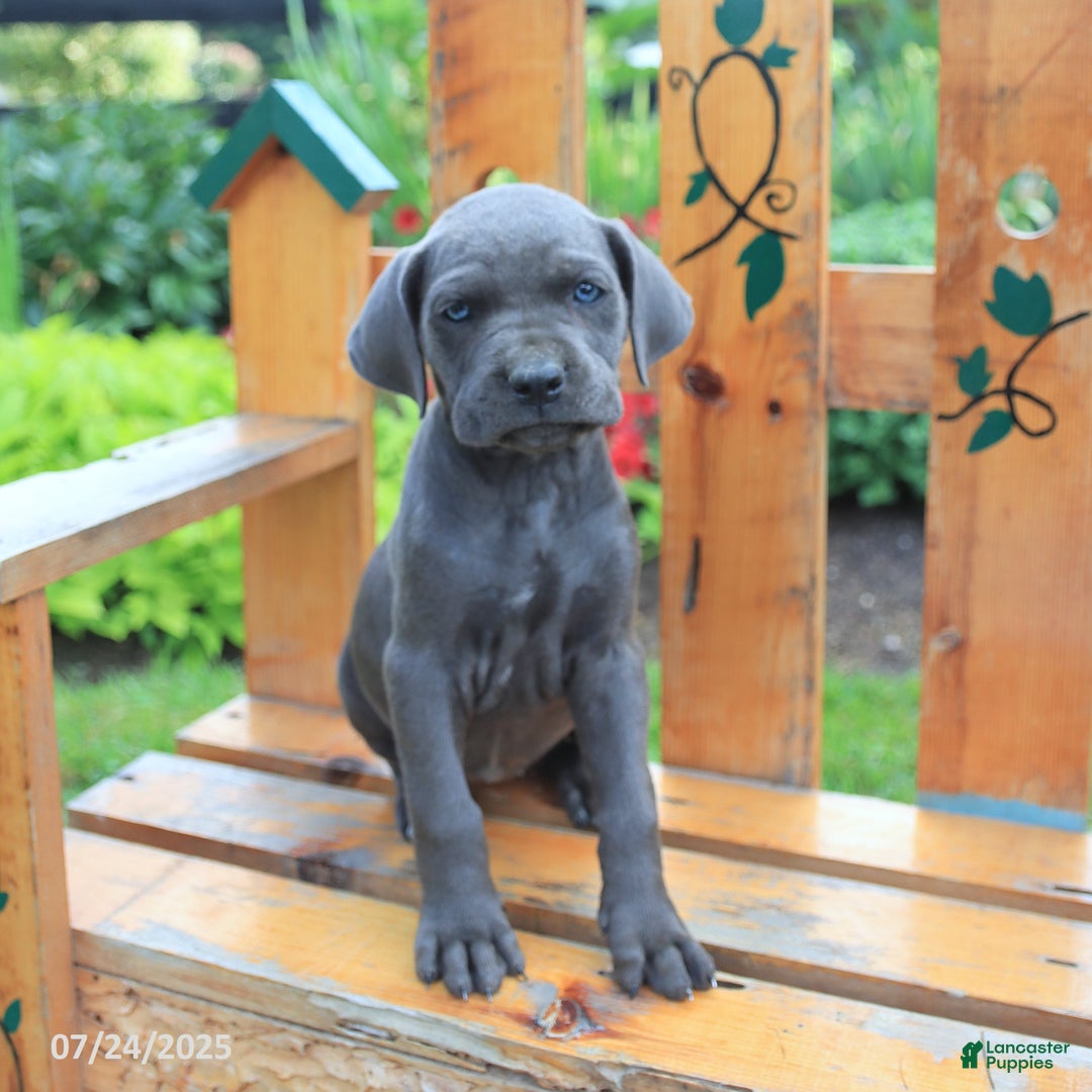 Cane Corso dogs for sale: Kiera - Image 2