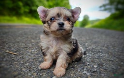 Morkie dogs for sale: Rare Merle Dragonfly - Image 13